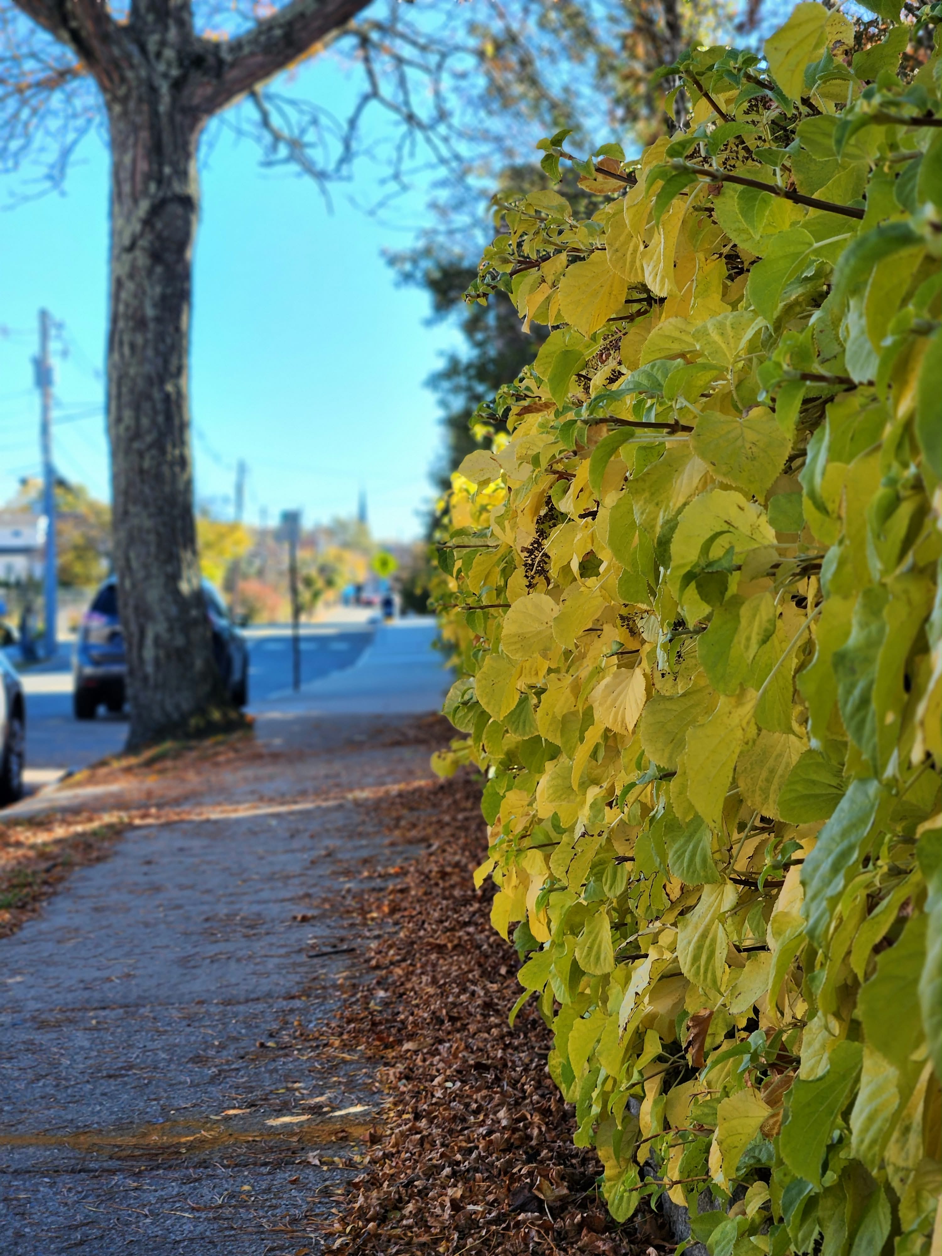 Autumn leaves beside a tree-lined sidewalk