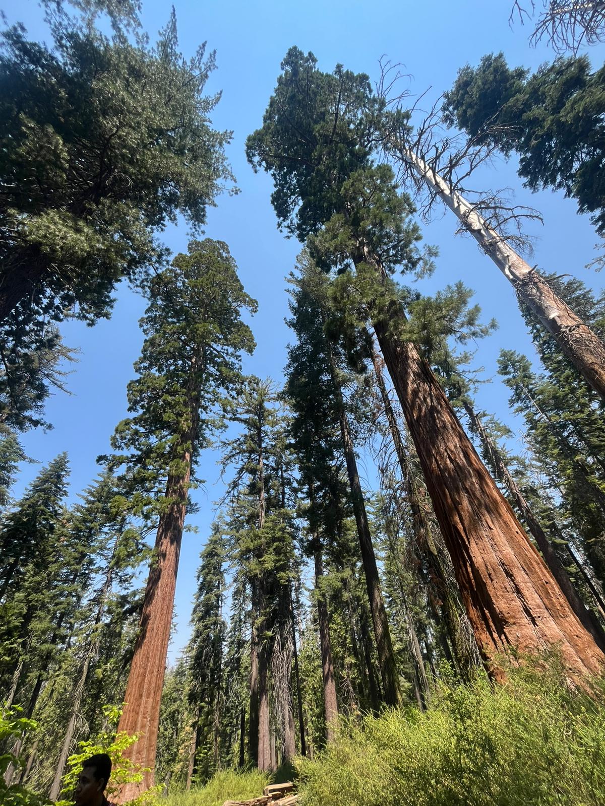 Yosemite 15
